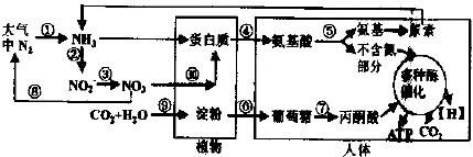 是自然界中氮循环以及有机物在生物体内代谢的部分过程示意图正确的是