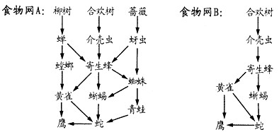 怎么画食物网图片